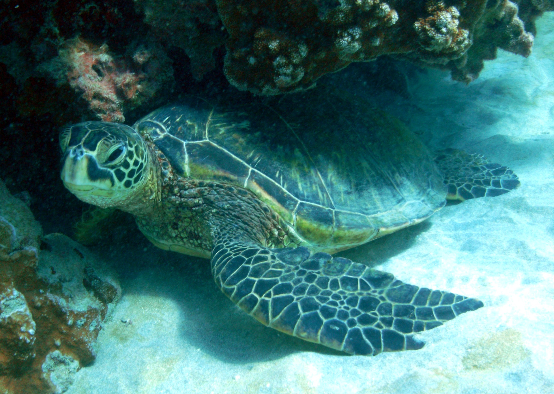 Best Turtle Snorkeling Locations in Hawaii – HomeyHawaii