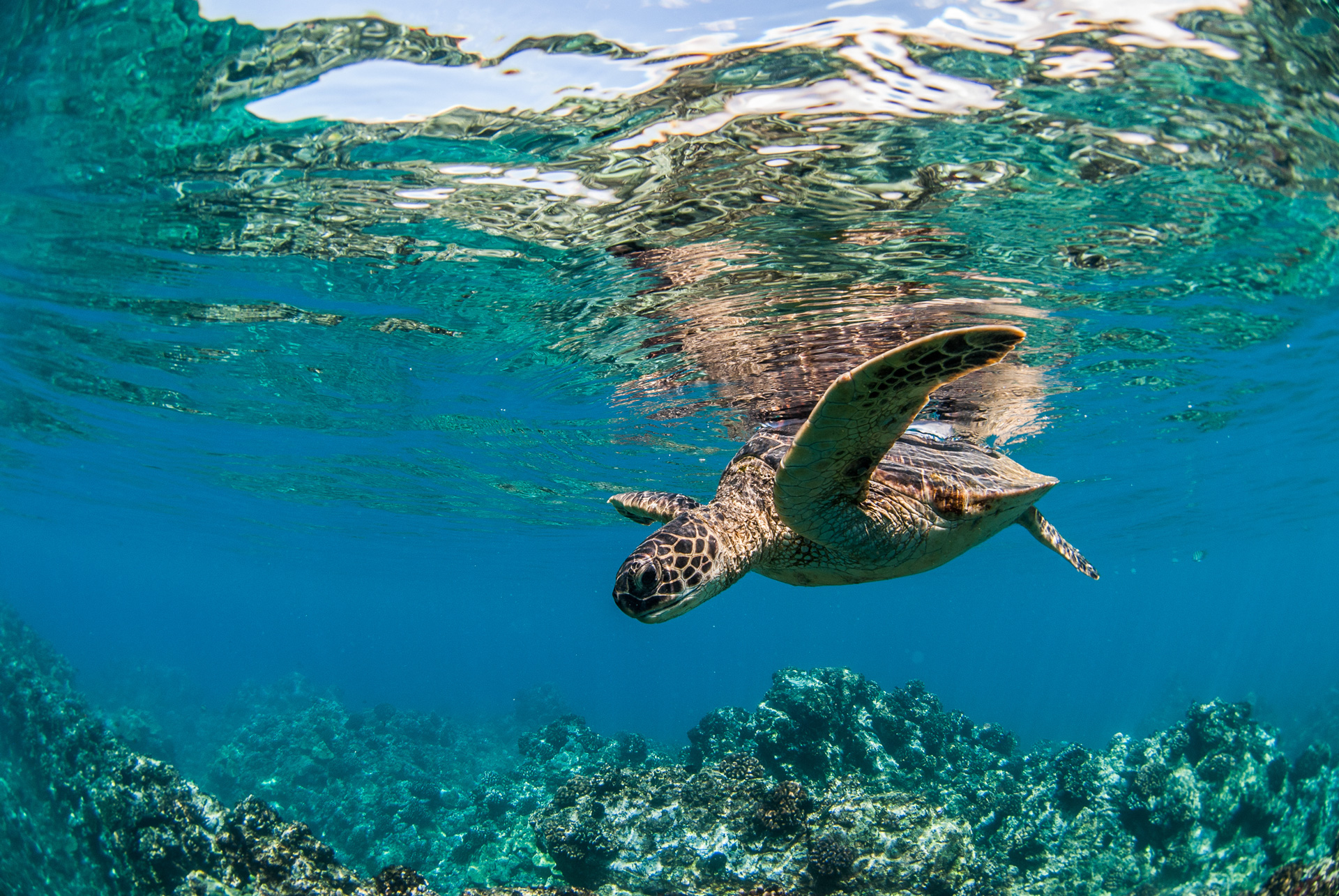 Best Turtle Snorkeling Locations in Hawaii - HomeyHawaii