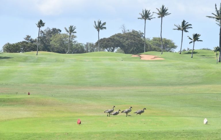 nene-geese-at-maui-nui-golf-club - HomeyHawaii