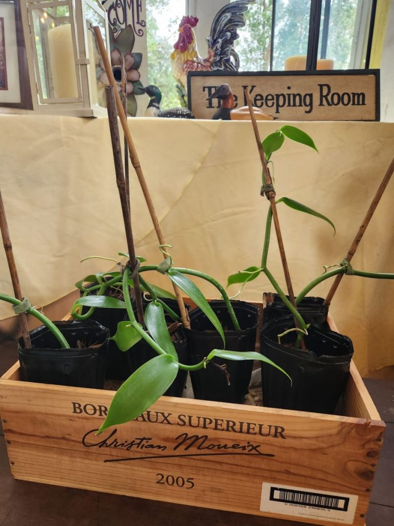 At the Hawaiian Vanilla Company store, vanilla orchid stem cuttings are available for purchase and planting. Photo by Karen Alman